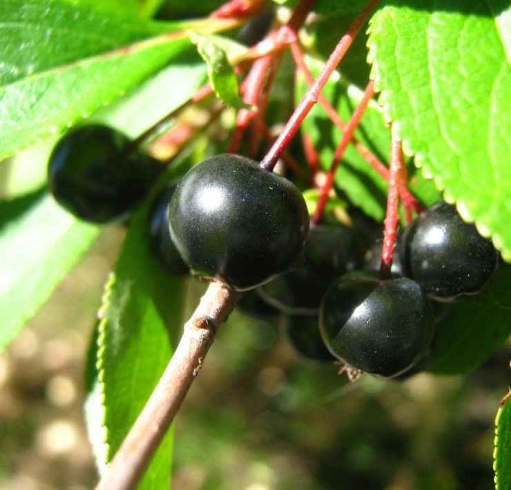 aronia